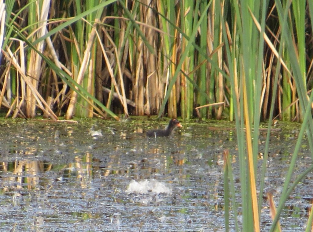 Common Gallinule