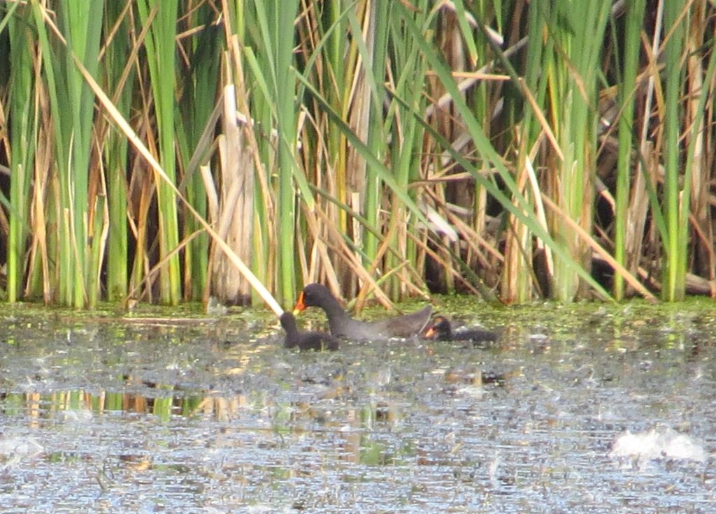 Common Gallinule