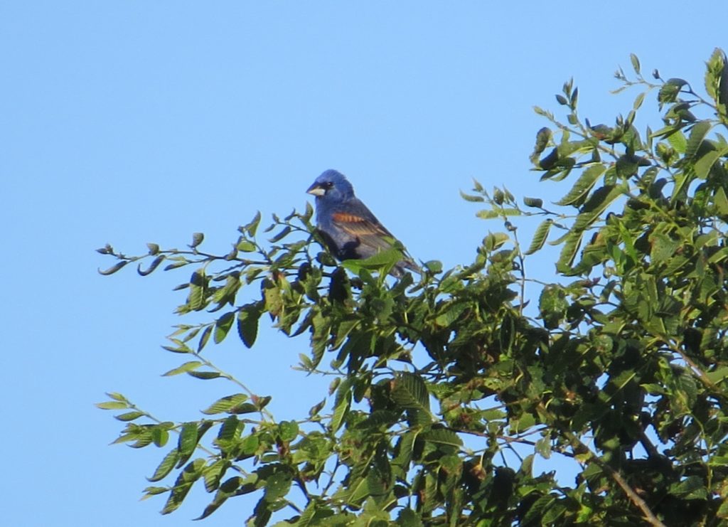 Blue Grosbeak