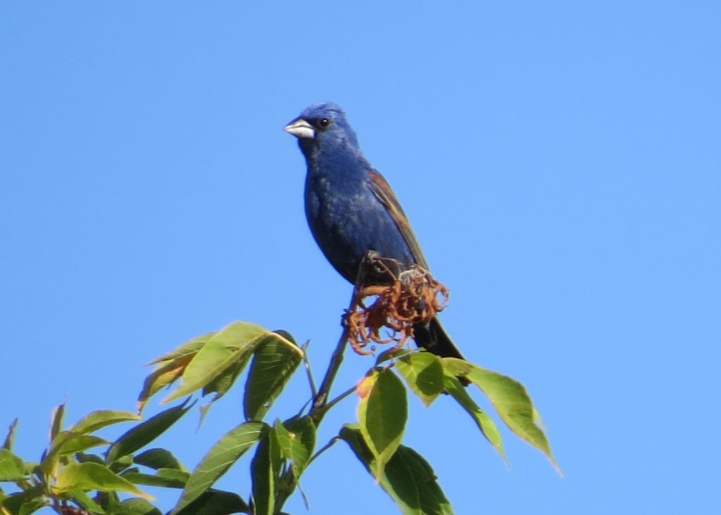 Blue Grosbeak