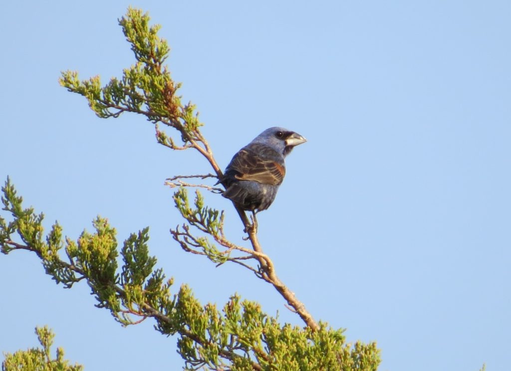 Blue Grosbeak