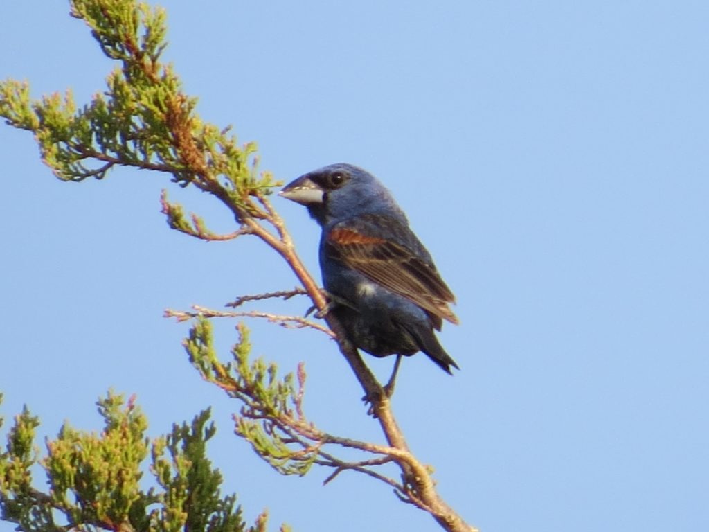 Blue Grosbeak