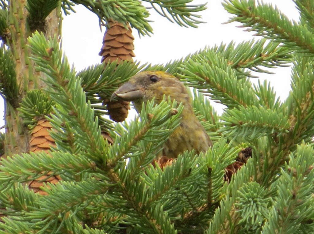 Red Crossbill