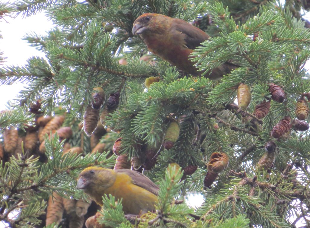 Red Crossbill
