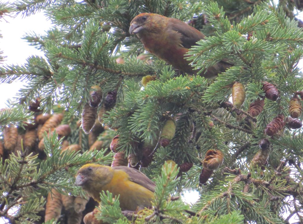 Red Crossbill