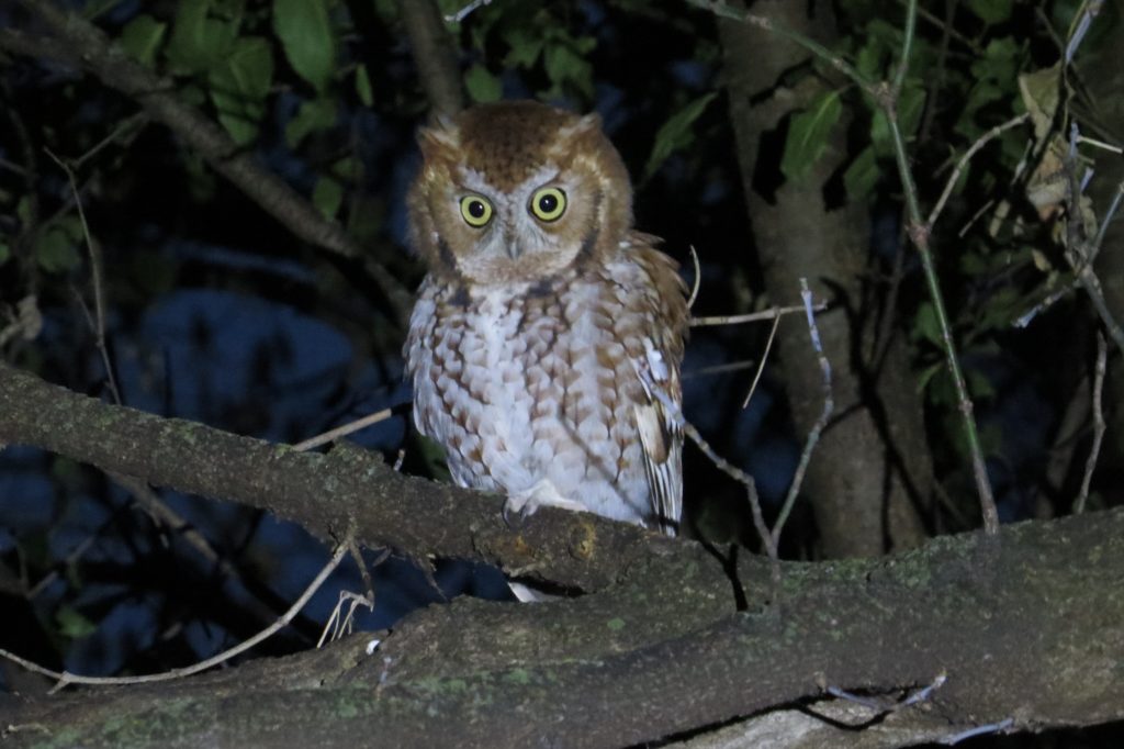 Eastern Screech-Owl