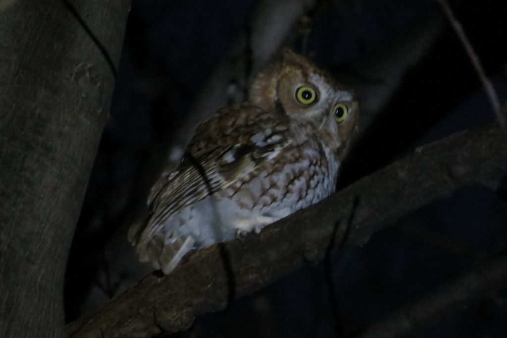 Eastern Screech-Owl