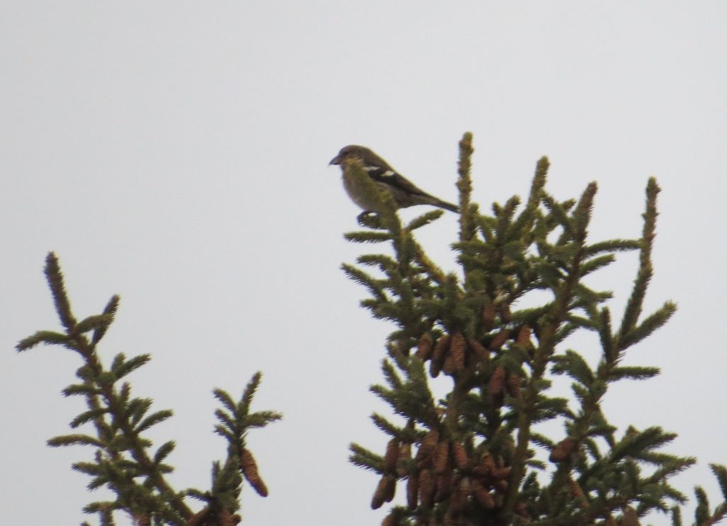 White-winged Crossbills