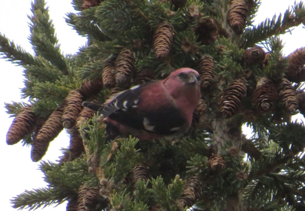 White-winged Crossbill