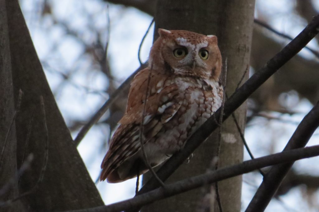 Eastern Screech-Owl