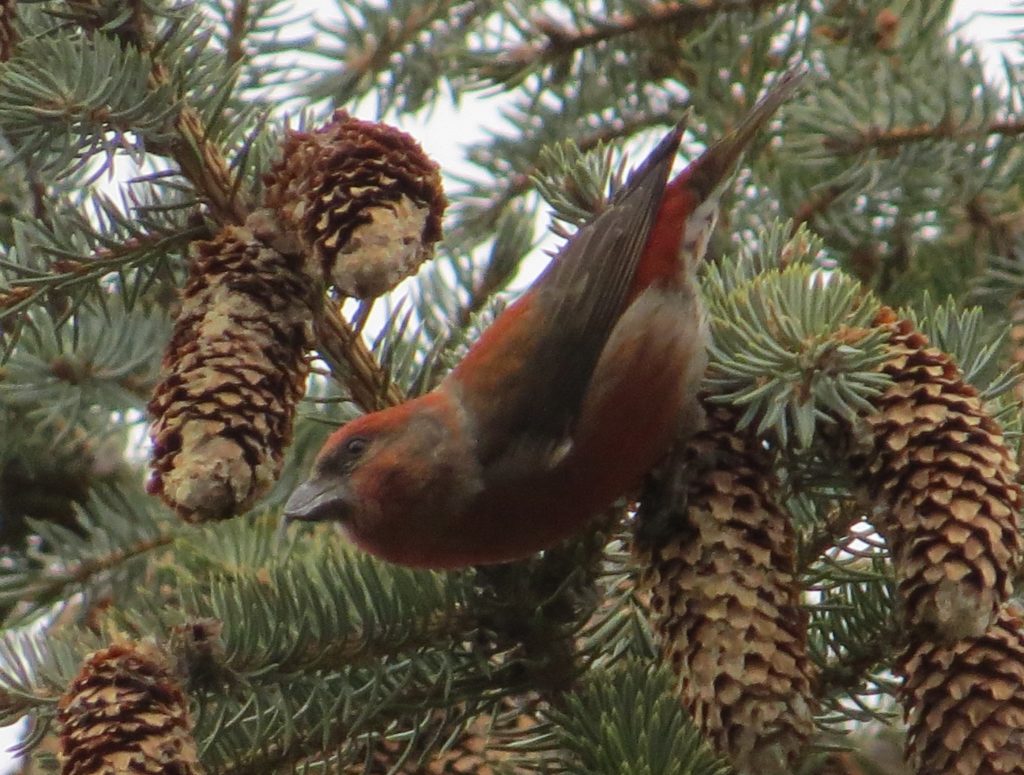 Red Crossbill