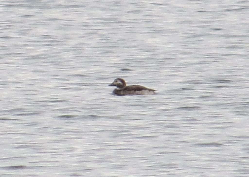 Long-tailed Duck