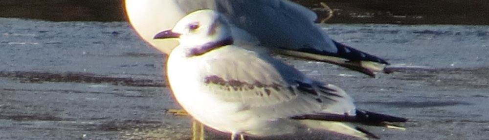 Black-legged Kittiwake