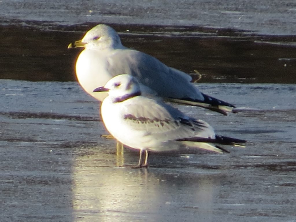 Black-legged Kittiwake