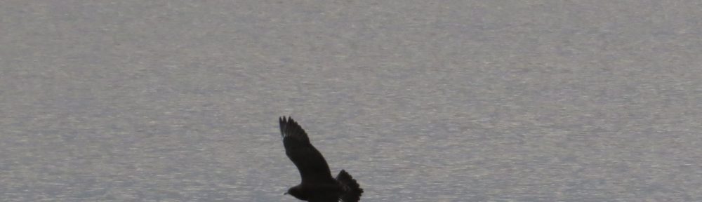 Parasitic Jaeger