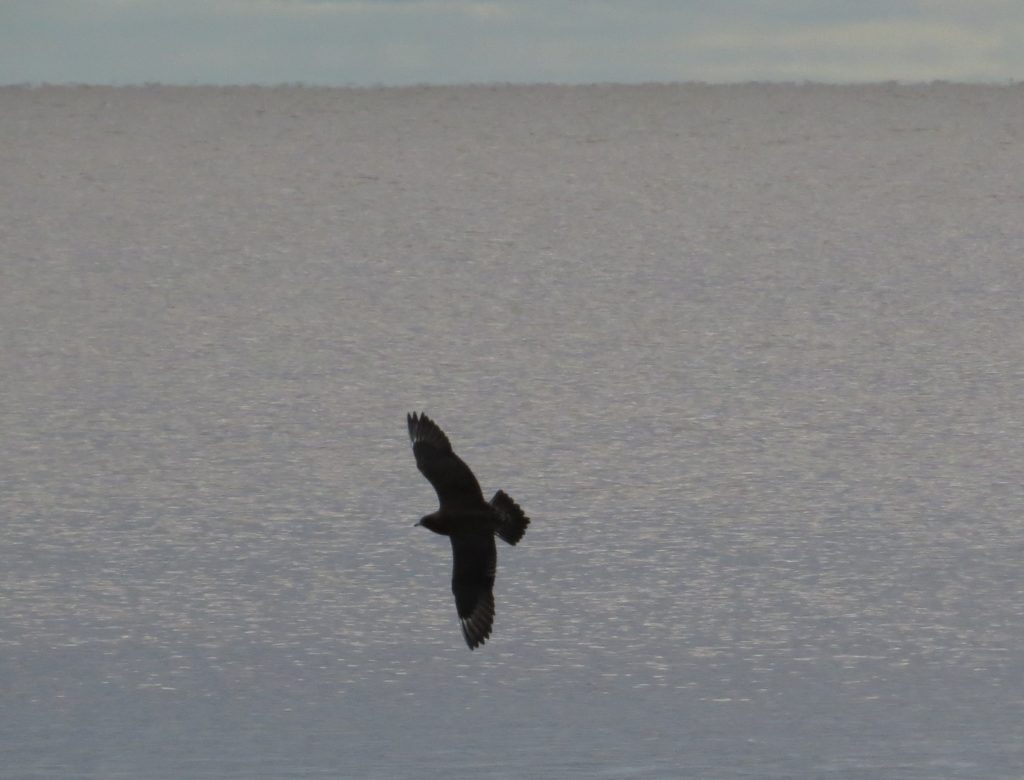 Parasitic Jaeger