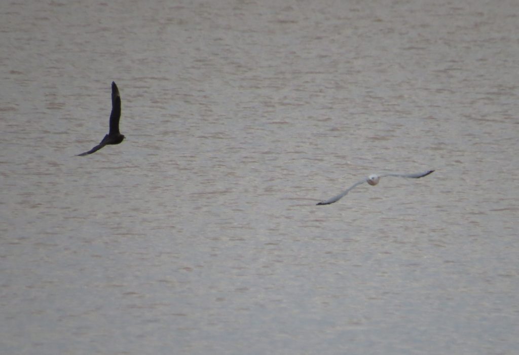 Parasitic Jaeger