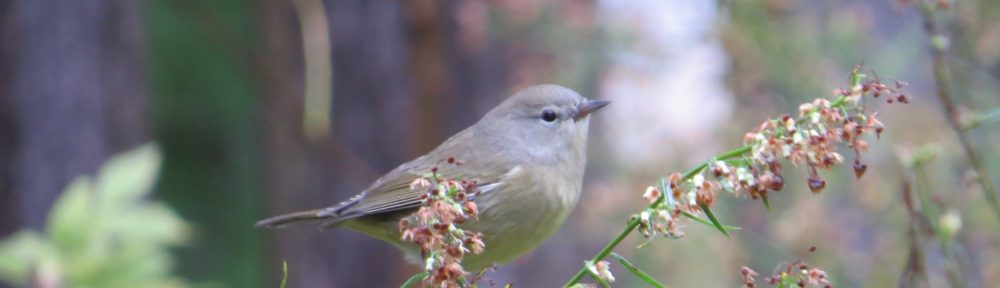 Orange-crowned Warbler