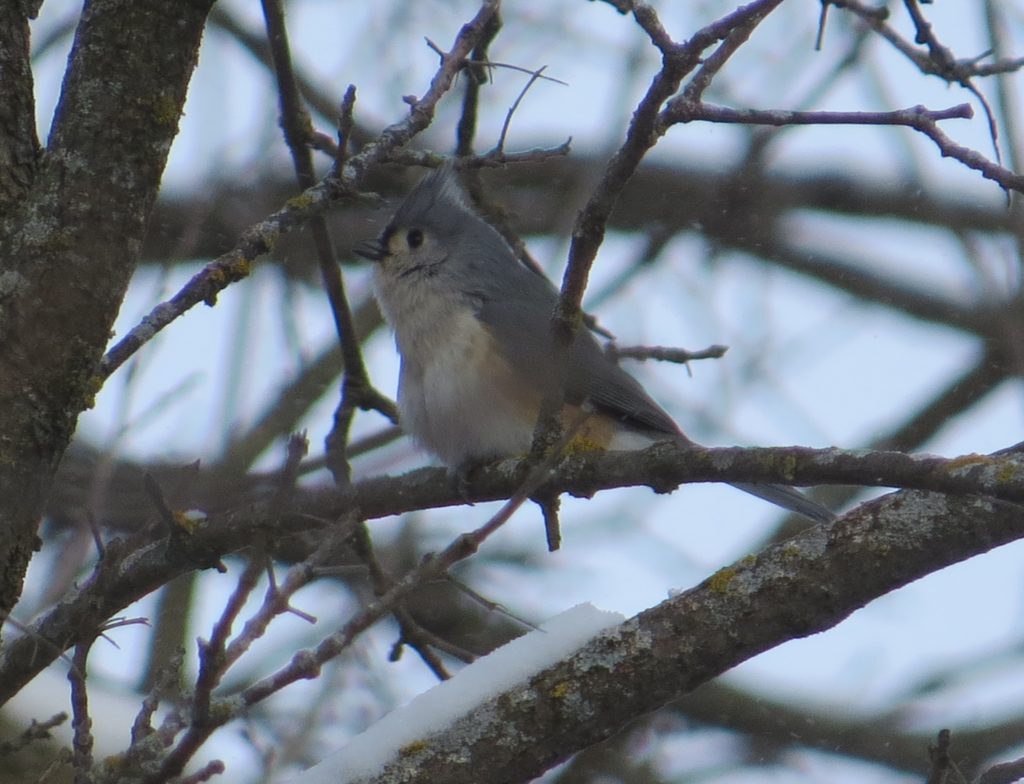 Tufted Titmouse