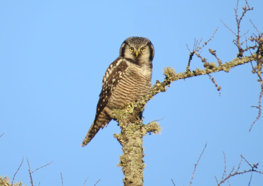 Northern Hawk Owl