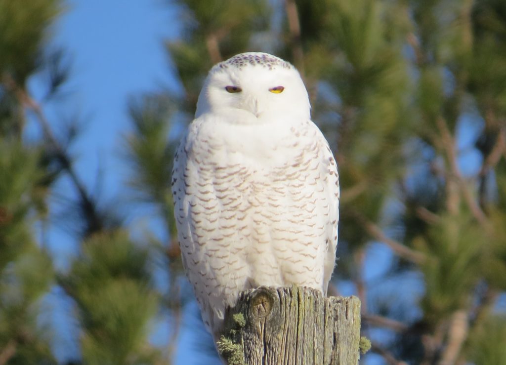 Snowy Owl