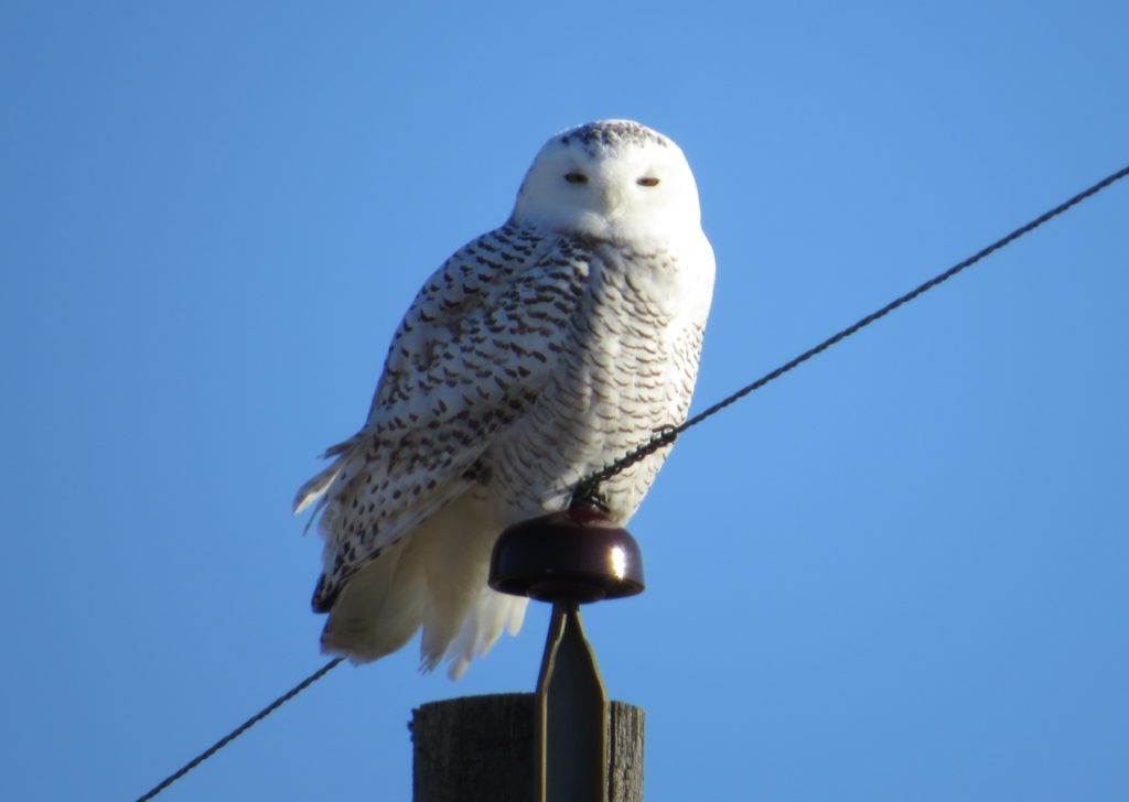 Snowy Owl