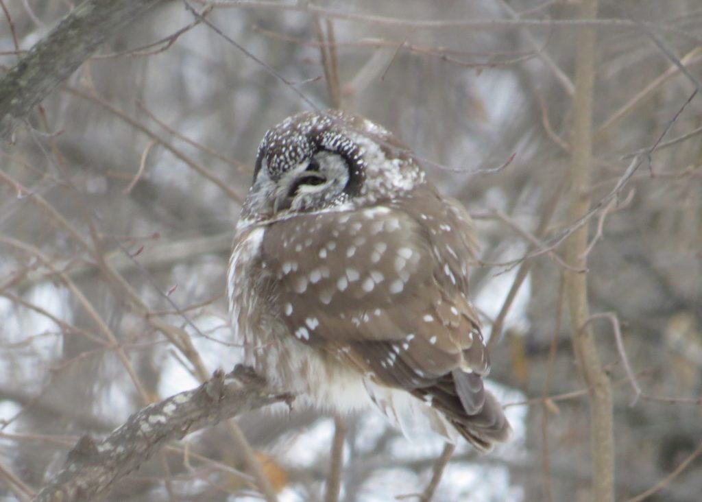 Boreal Owl