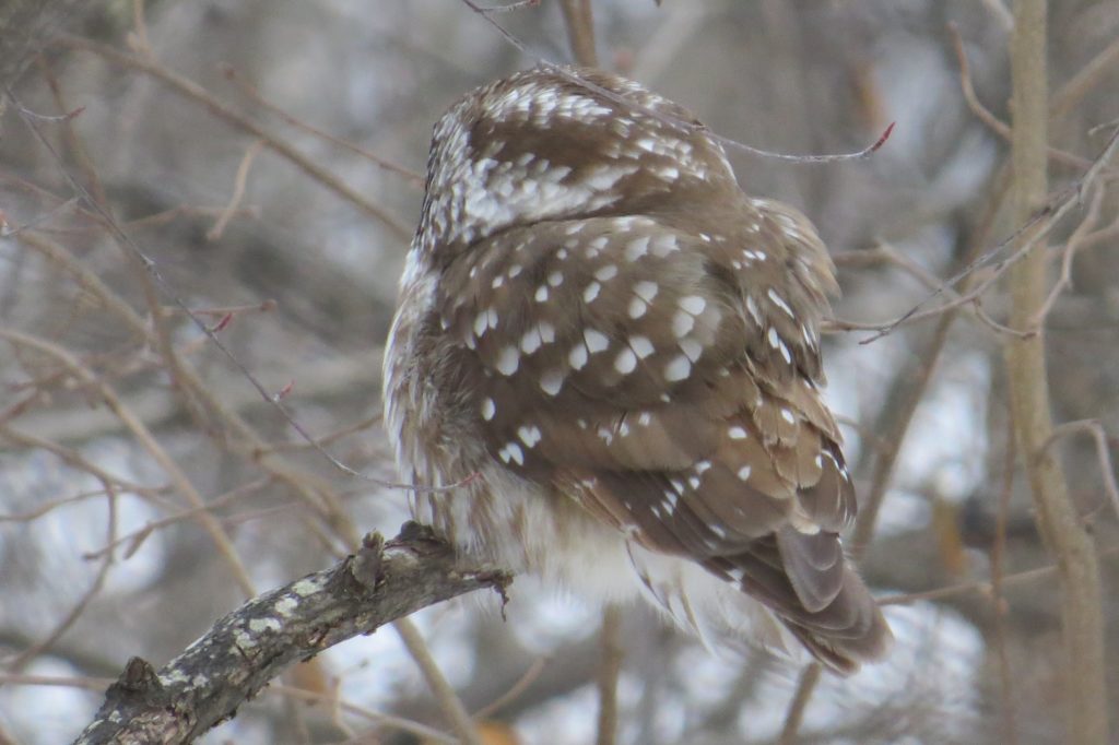 Boreal Owl