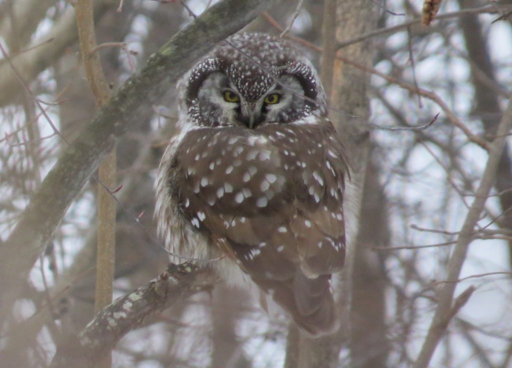 Boreal Owl