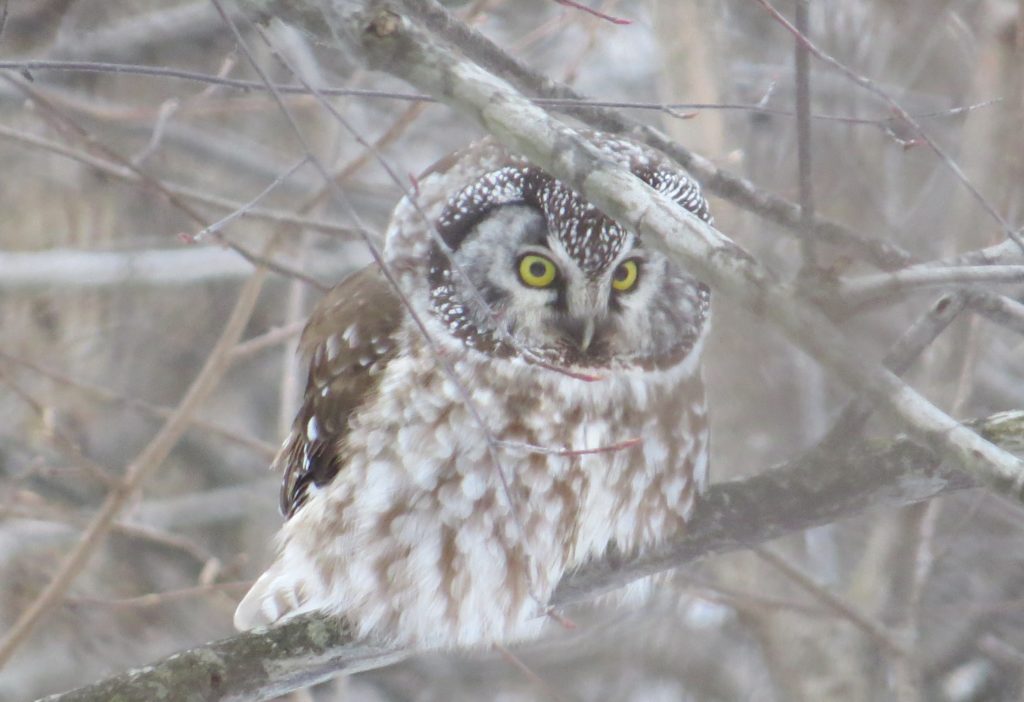 boreal Owl