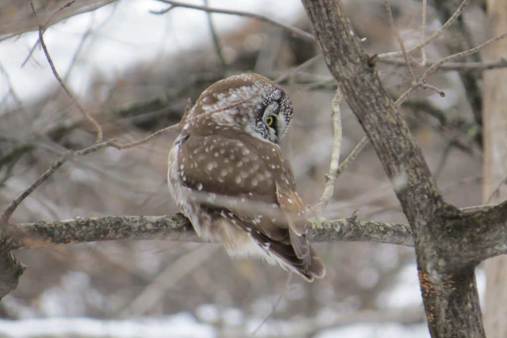 Boreal Owl