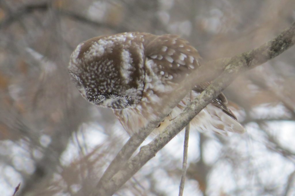 Boreal Owl