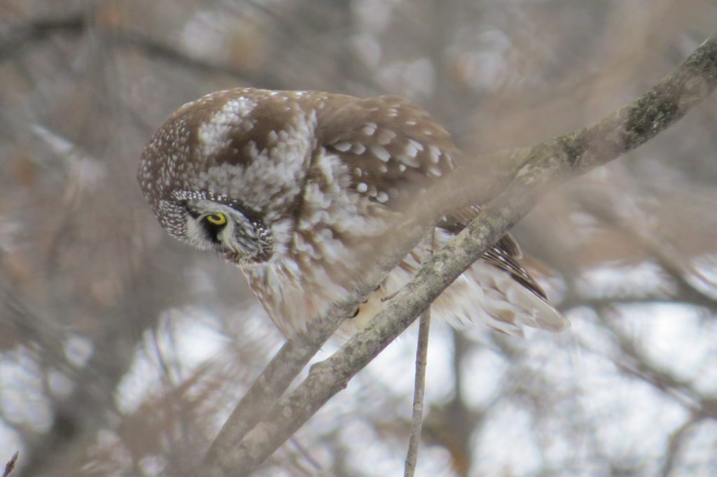 Boreal Owl