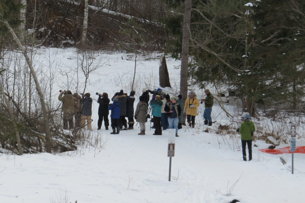 IBoreal crowd