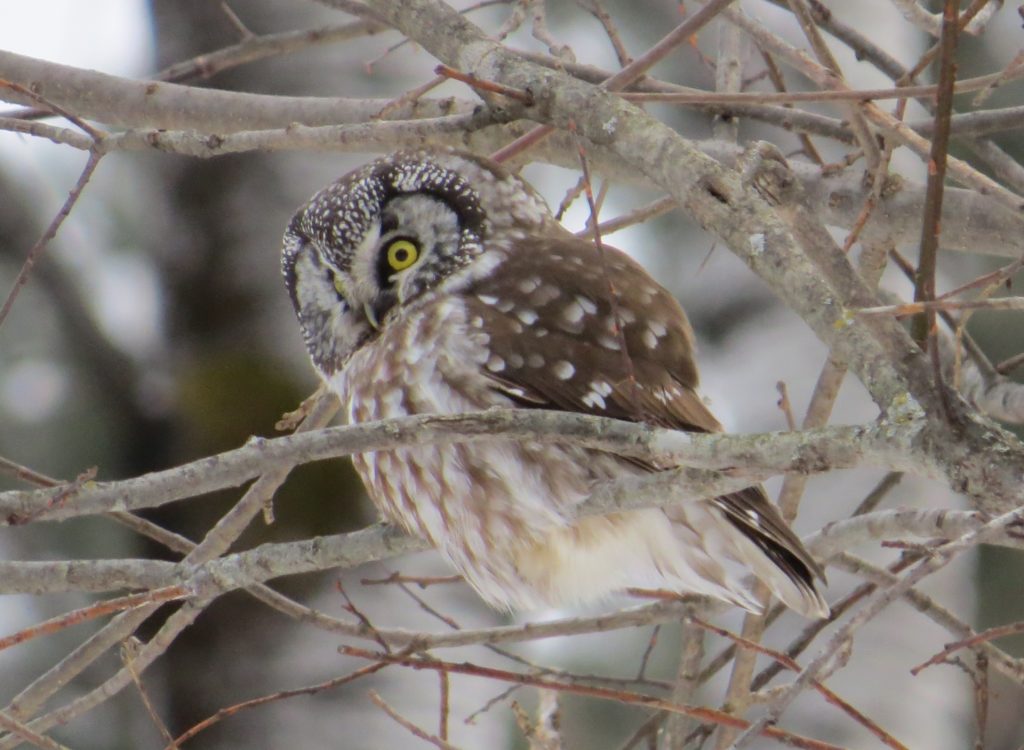 Boreal Owl