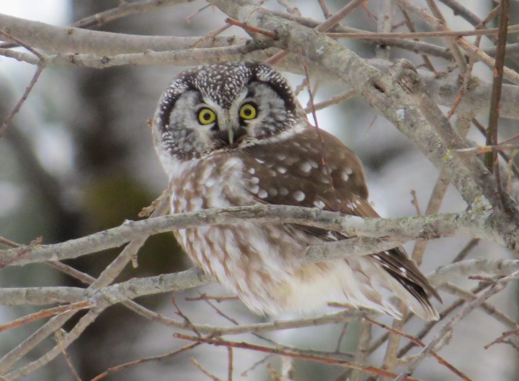 Boreal Owl