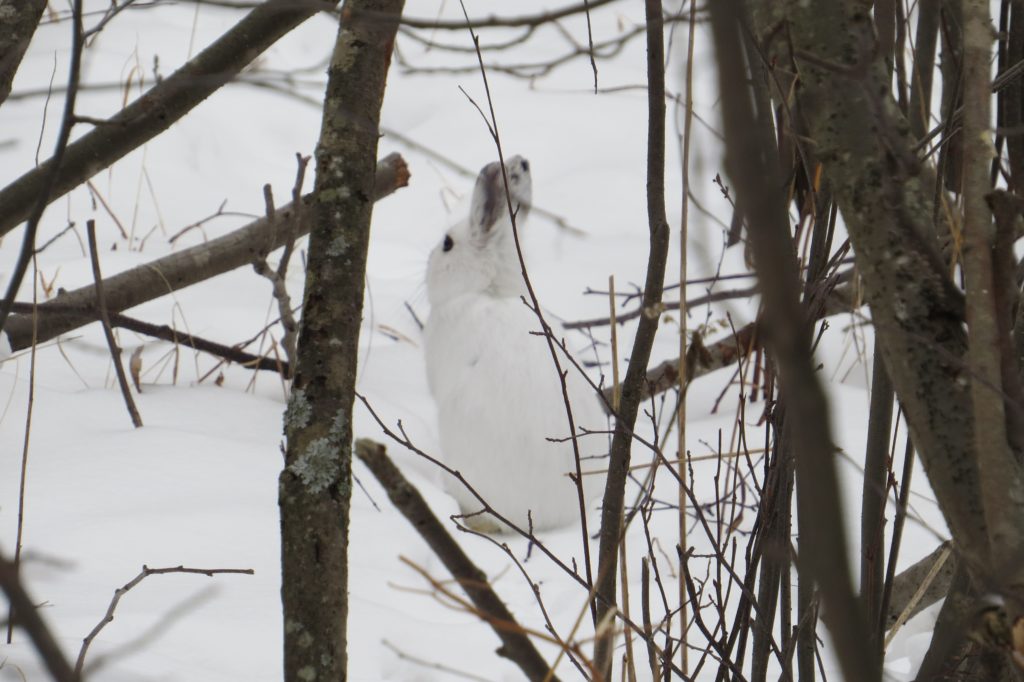 Snowshoe Hare