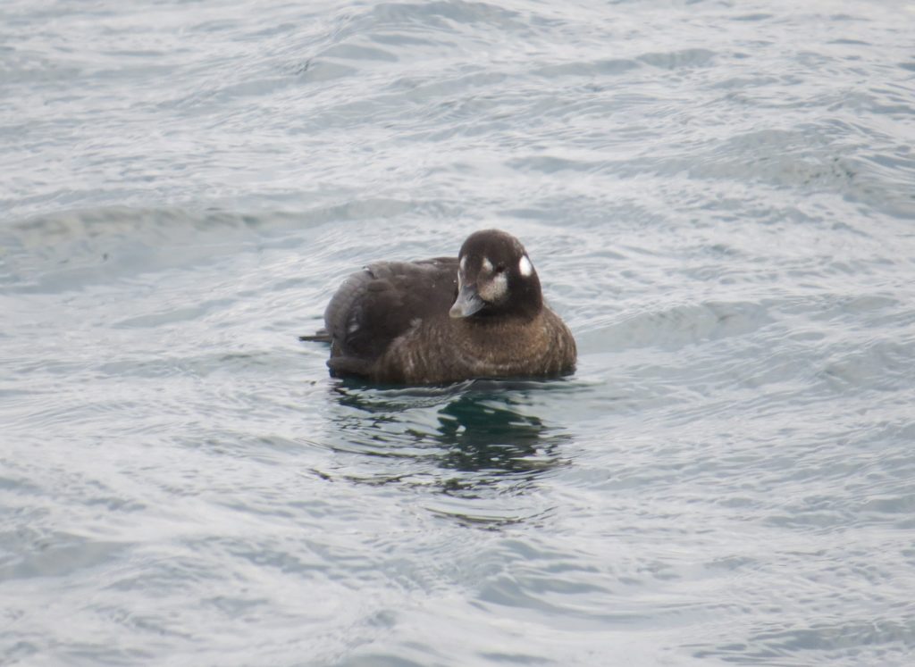 Harlequin Duck