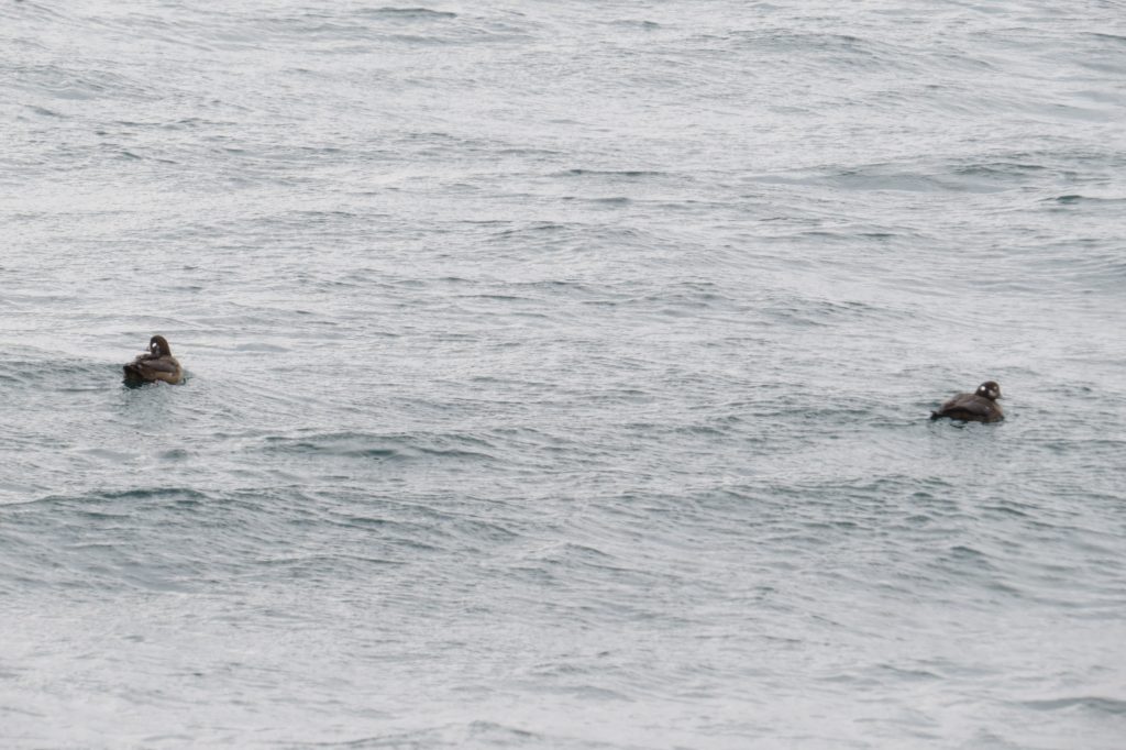 Harlequin Duck