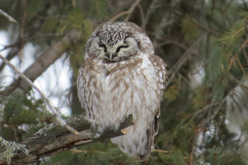 Boreal Owl