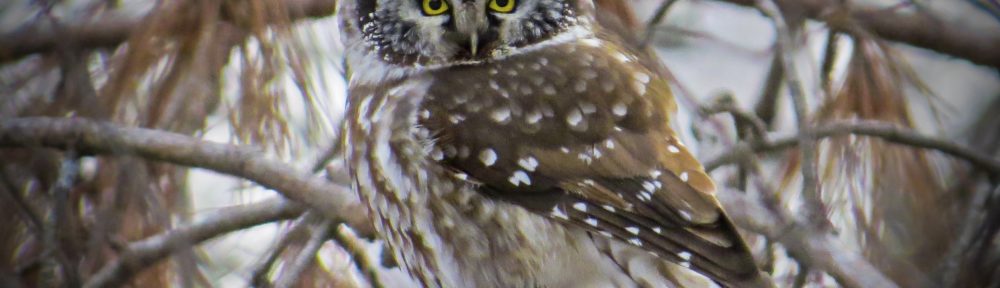 Boreal Owl