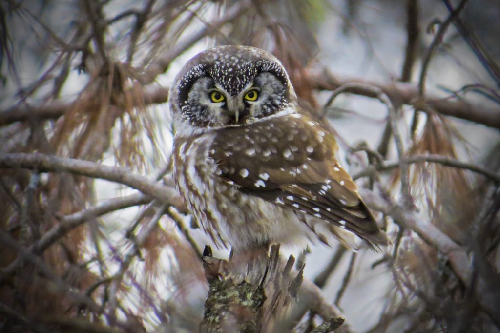 Boreal Owl