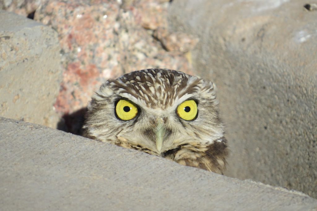 Burrowing Owl