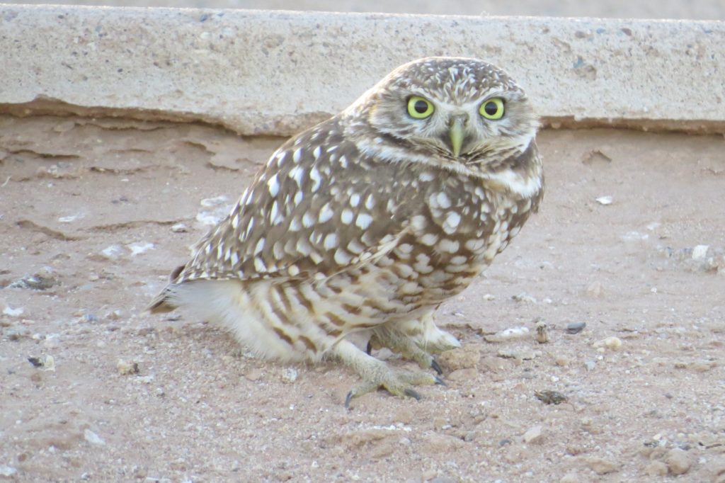 Burrowing Owl