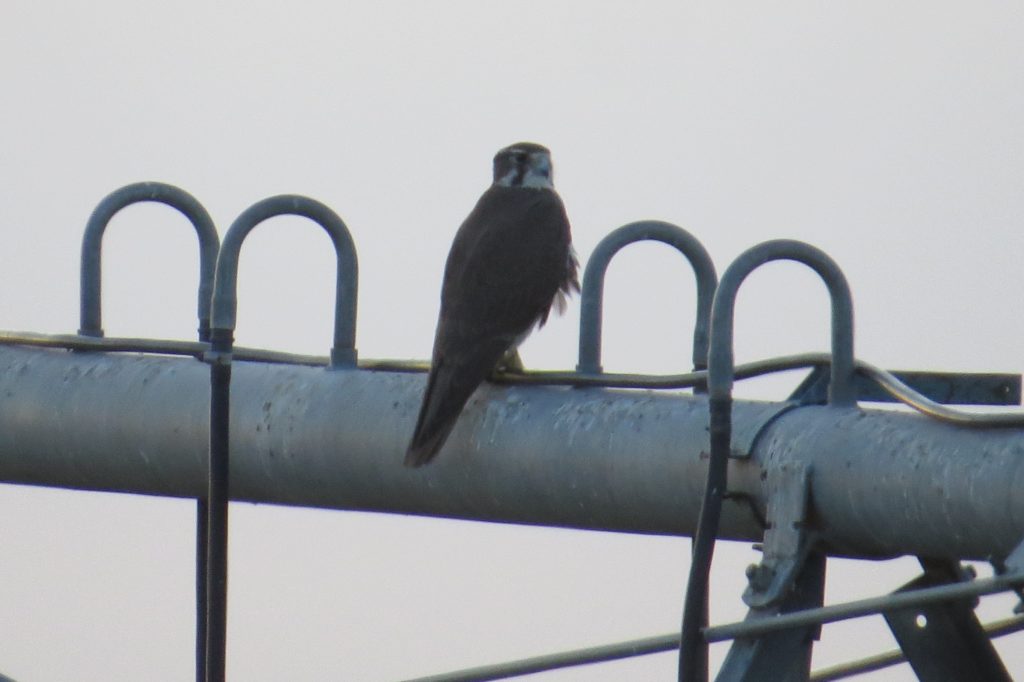 Prairie Falcon