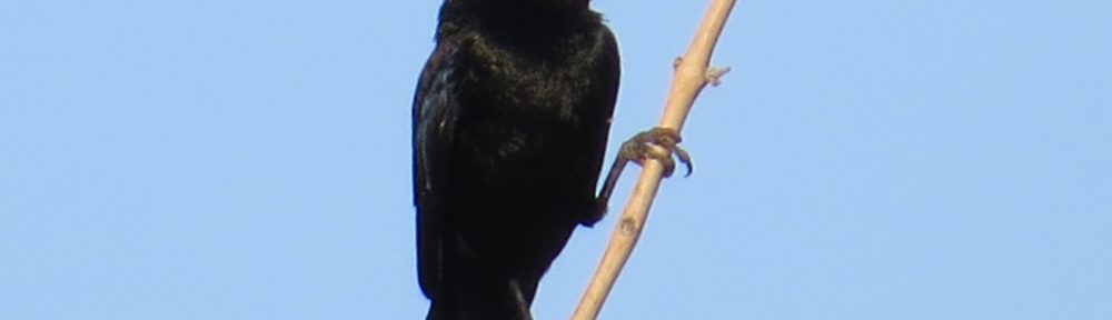 Bronzed Cowbird