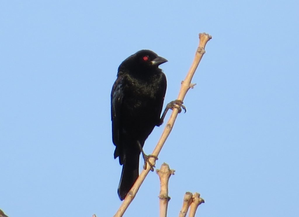 Bronzed Cowbird