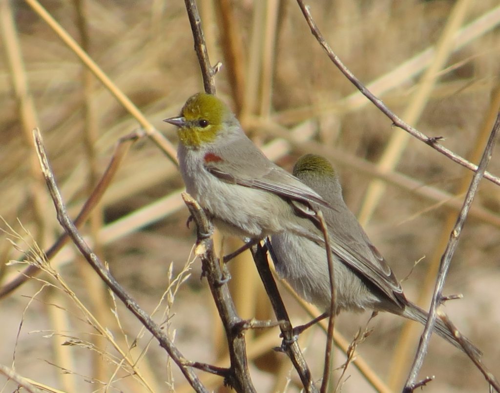 Verdin