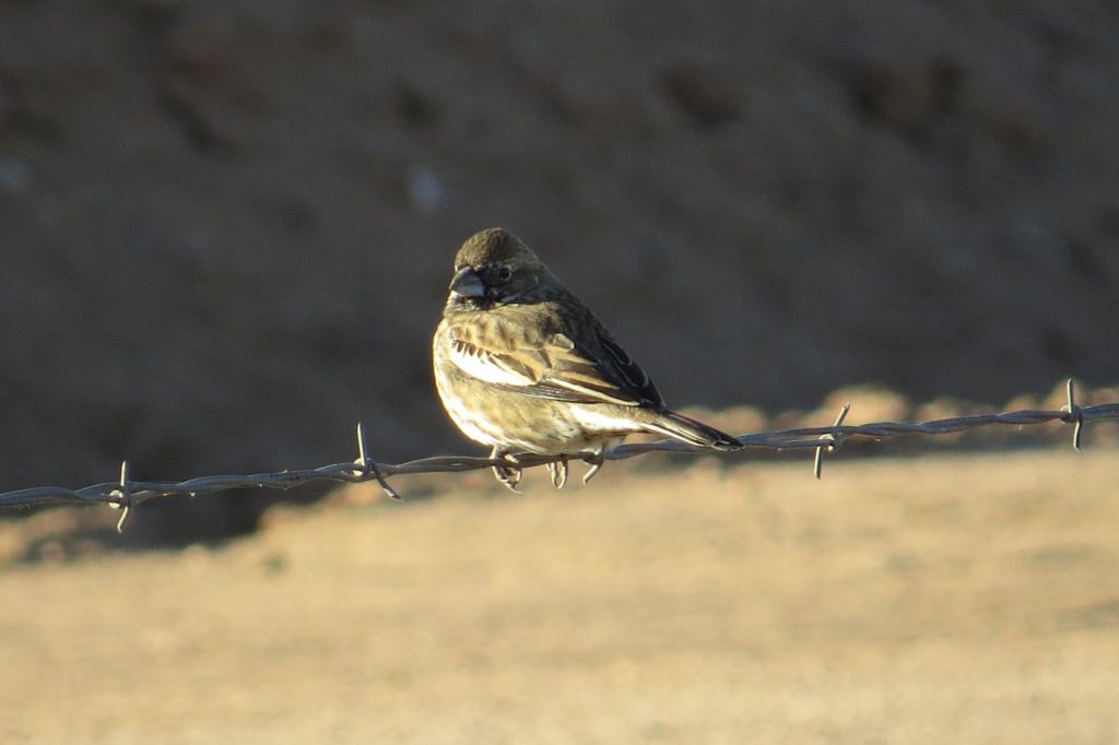 Lark Bunting