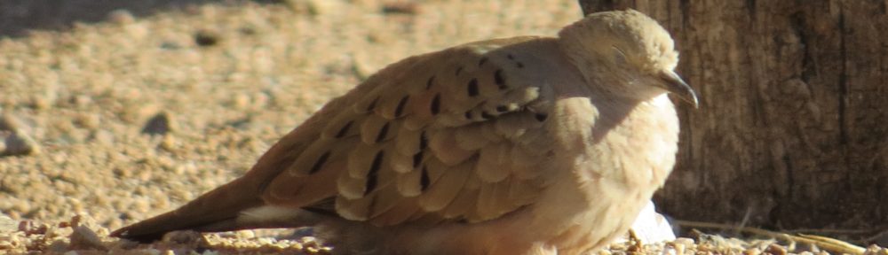 Ruddy Ground-Dove